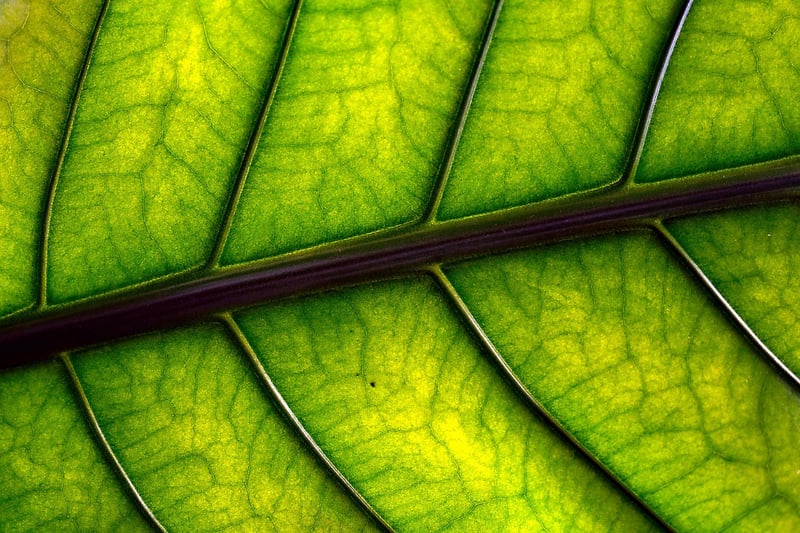 Sustainable Gift